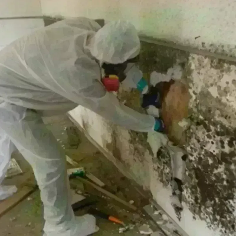 Mold Remediation and Removal in Dunsmuir, CA